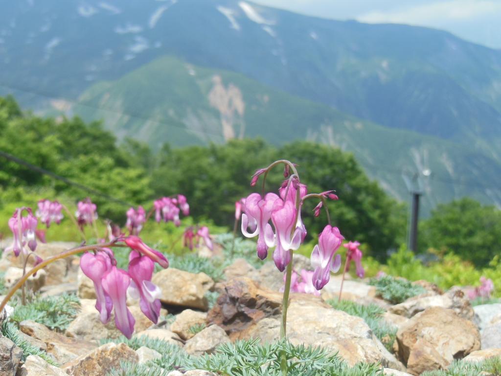 Pension Ciel Hakuba Exteriér fotografie