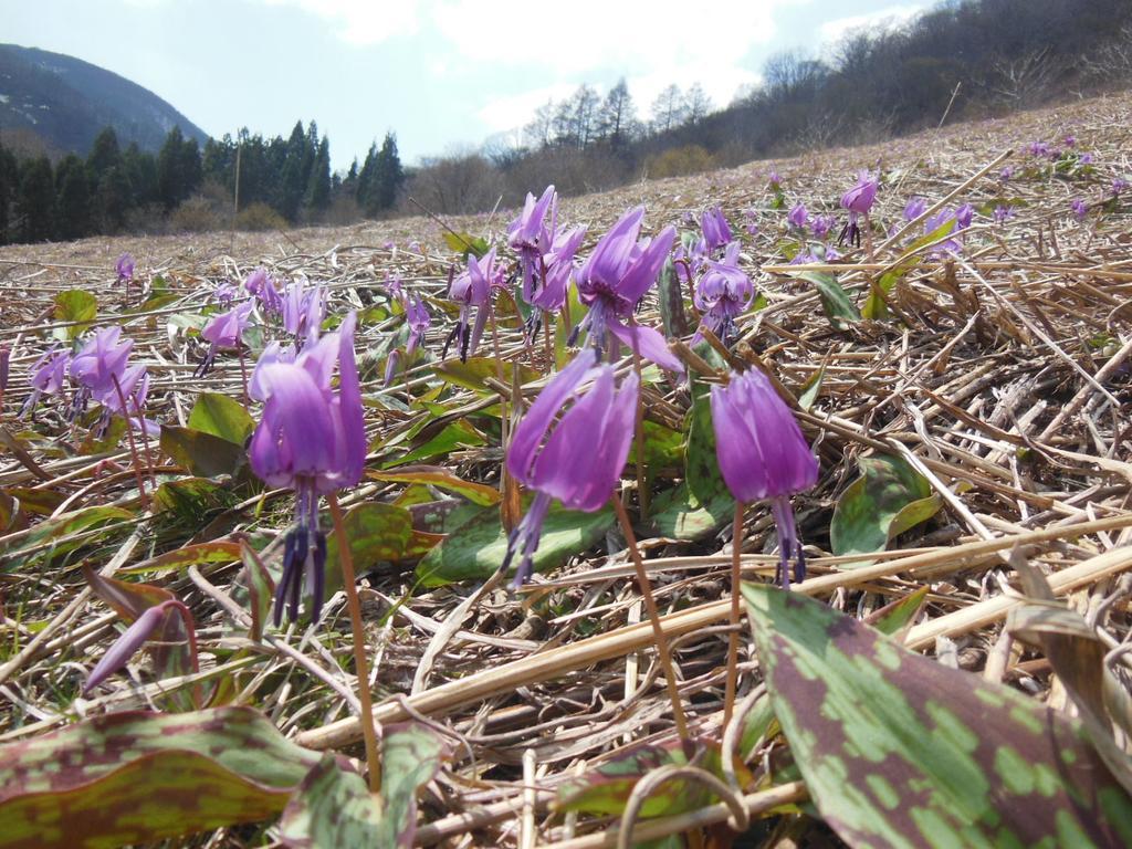 Pension Ciel Hakuba Exteriér fotografie